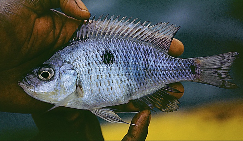 Copadichromis quadrimaculatus 'Jalo Reef'